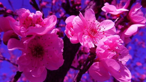 Фон весенний нежный