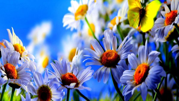 Ромашки и небо