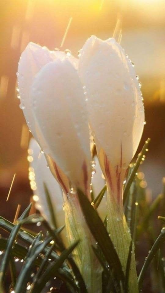 Цветы в росе на рассвете