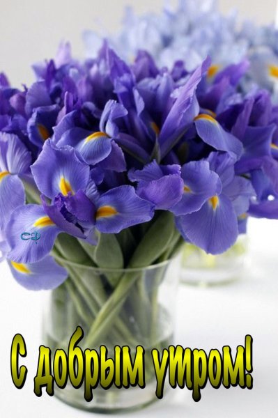 Доброе утро цветы