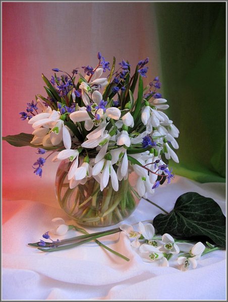 Фиалка Подснежник