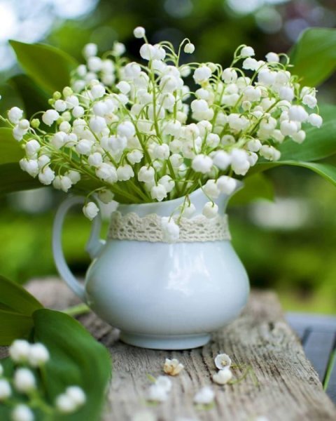 Цветы белой сирени
