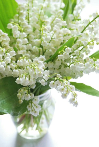 Цветы в снегу