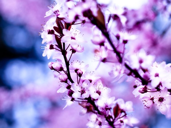 Цветы Сакуры фиолетовые