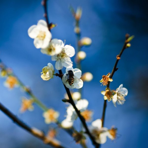 Обои на телефон Весна ранняя