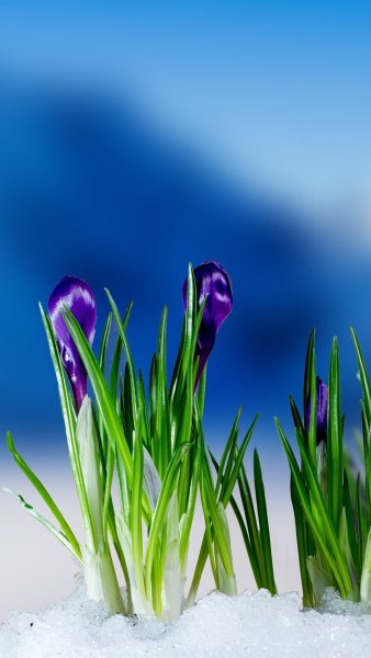 Весенние цветы