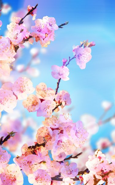 Цветущая вишня