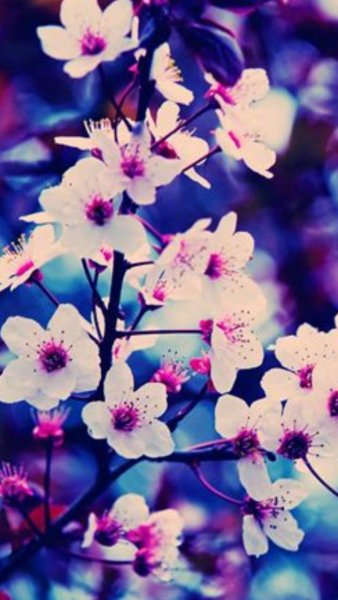 Птицы на Сакуре