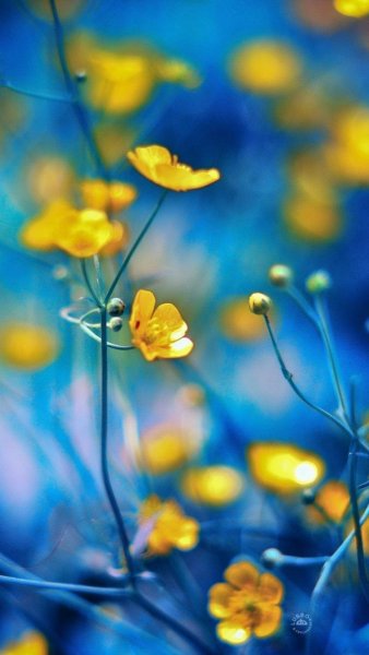 Цветы вертикально