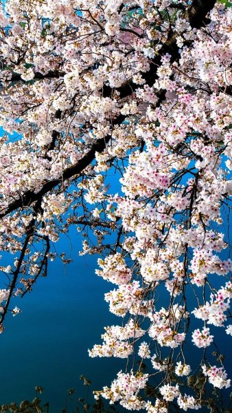 Аватар Весна природа