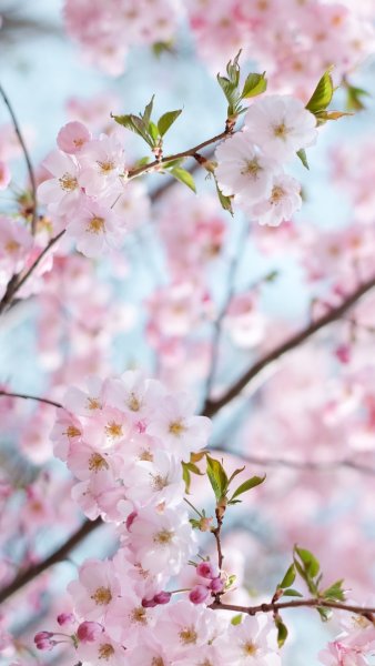 Подснежники фото на рабочий стол