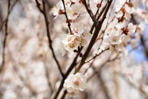 Весна близко природа