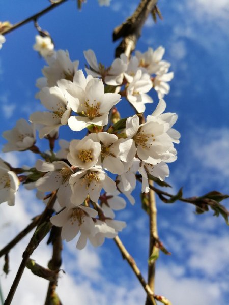 Весенняя фантазия