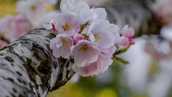 Коваль подснежники