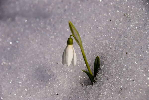 Цветы подснежники цветы пролески