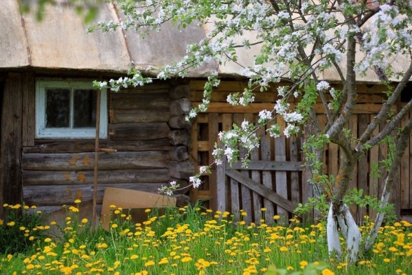 Сирень в деревне пишем маслом