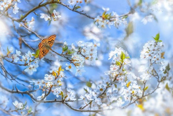 Прекрасная Весна