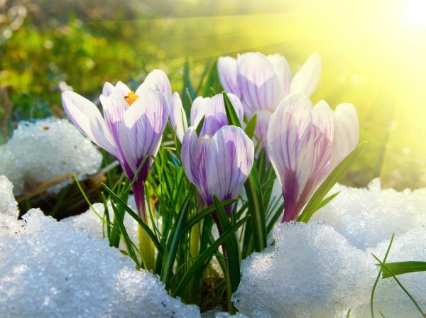 Цветы подснежники Сибирские