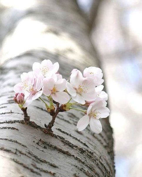 Здравствуй апрель