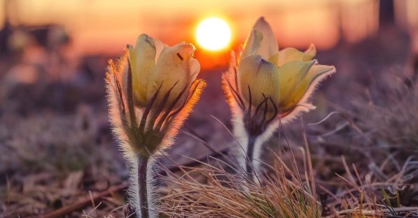 Цветы из под снега