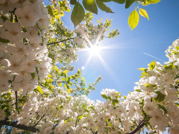 Весна прекрасная пора надпись