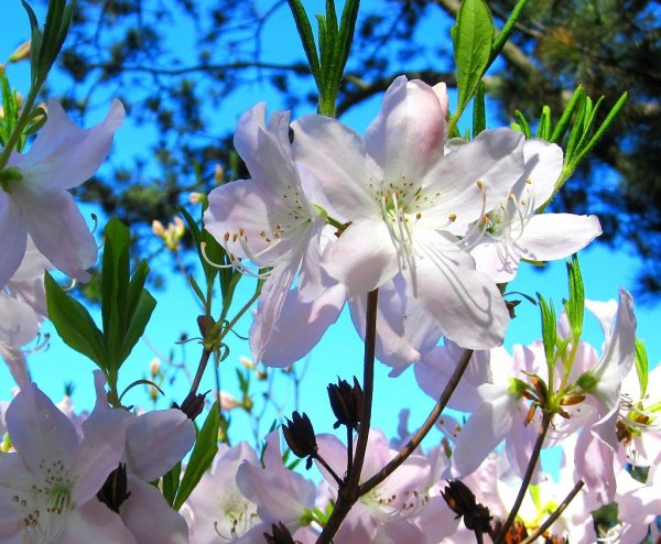 Благоухание весны