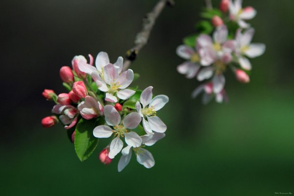 Открытка весенний аромат