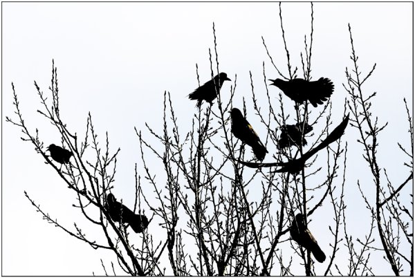 Весенний пейзаж в графике