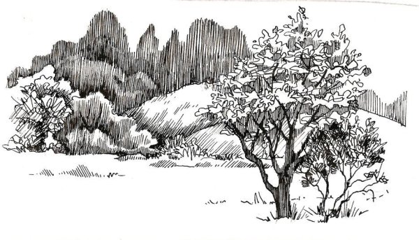 Птичка на цветущей ветке акварелью