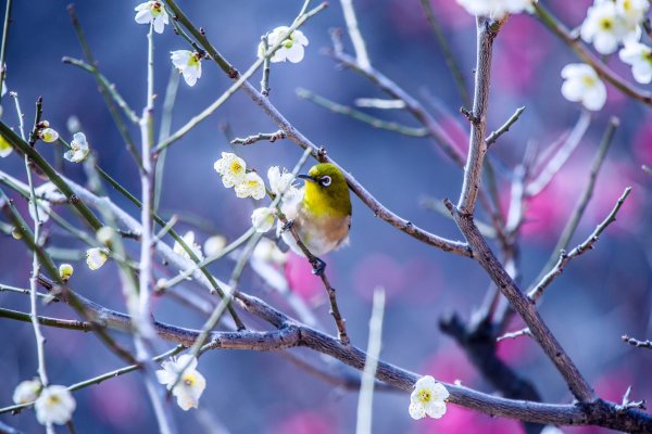 Апрельские крокусы