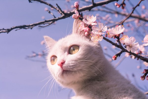 Река (ранняя Весна) Исаак