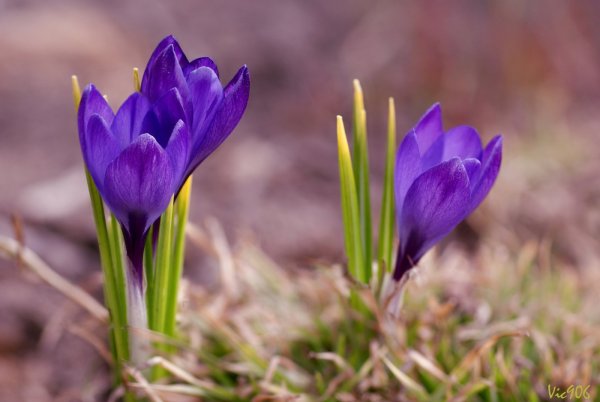 Цветы крокусы и подснежники