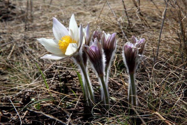 Птицы вестники весны
