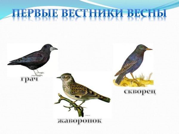Перелетные птицы Грач и скворец