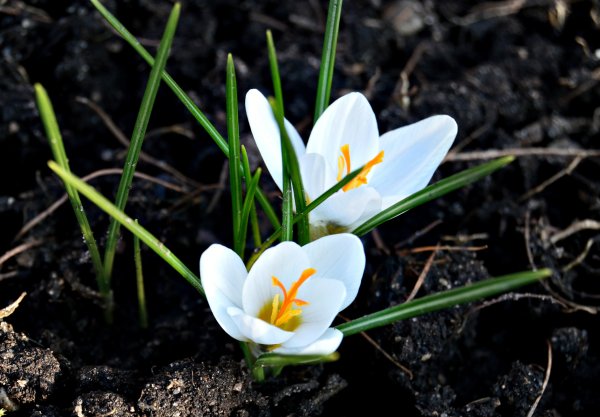 Вестник фото