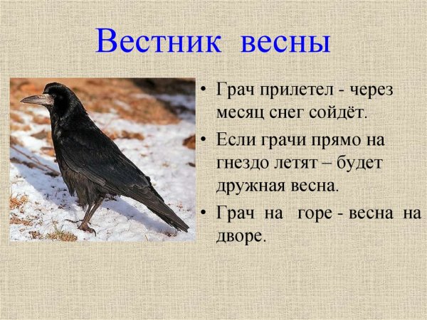 Птицы вестники весны