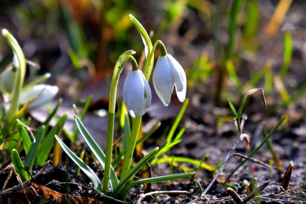 Вестники весны