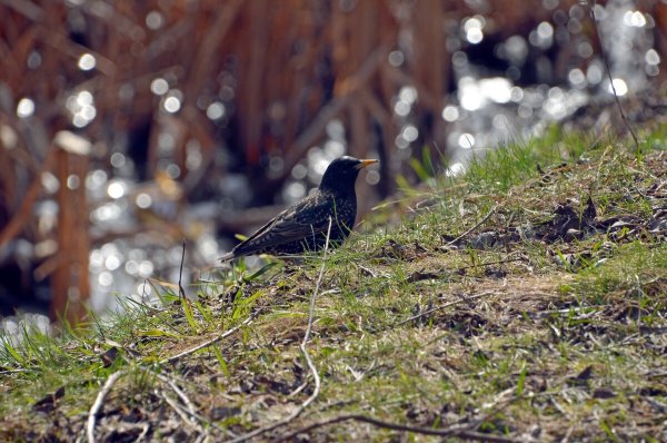 Вестница весны