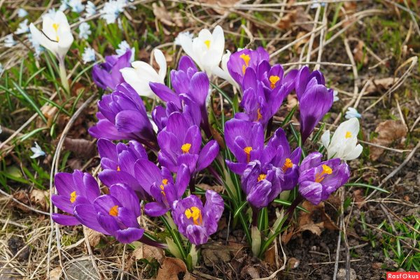 Весна Грачи