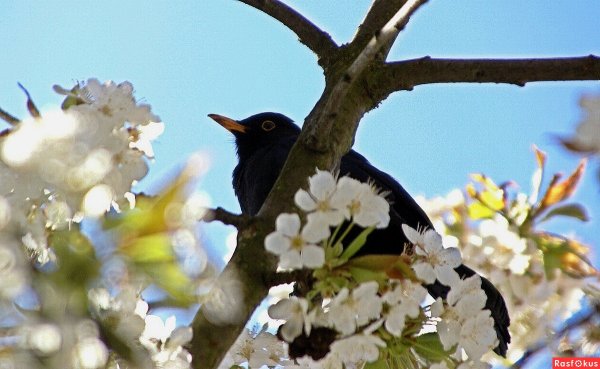 Весенняя Запевка скворца