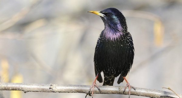 Грачи вестники весны