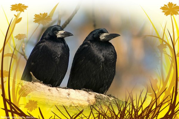 Весенние скворцы