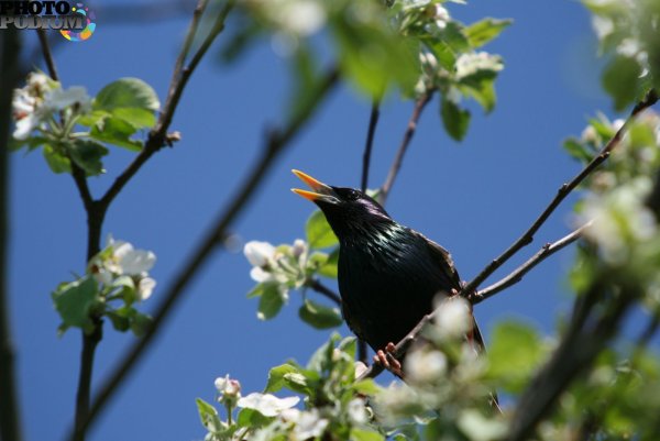 Афганские Грачи