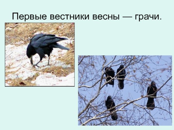 Дальневосточный Грач