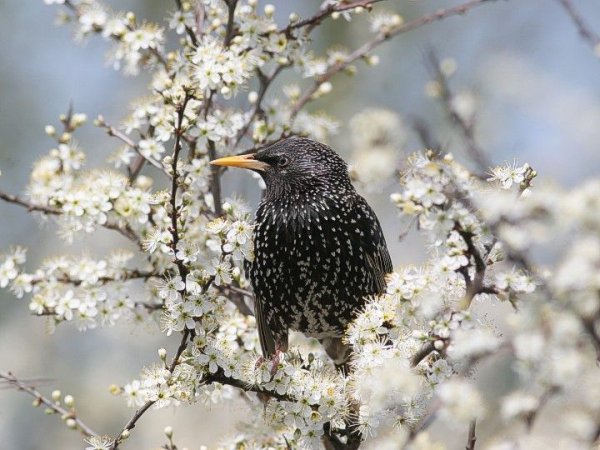 Весенняя Заревка скворца