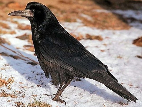 Весна Грачи прилетели