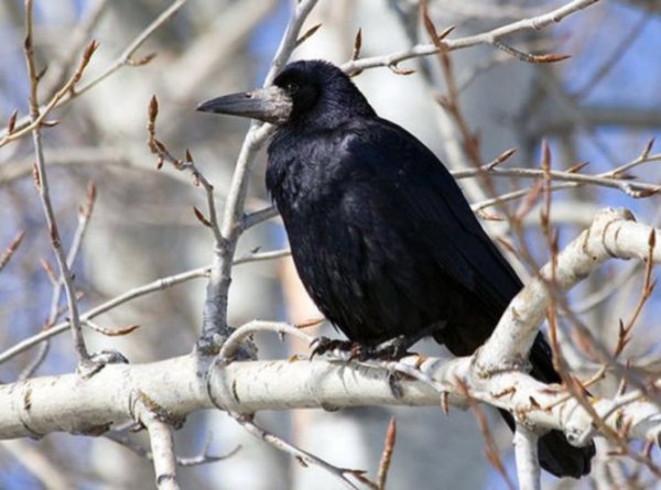Грачи ранней весной