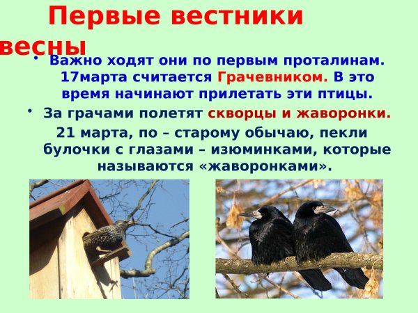 Грачи вестники весны