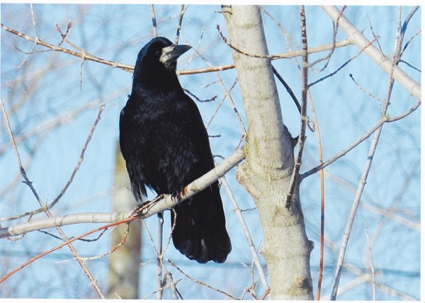 Белогрудый Дальневосточный Грач