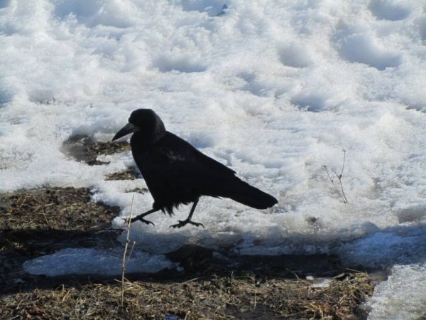 Птицы прилетели